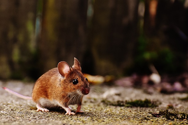 Comment exterminer les souris de sa maison